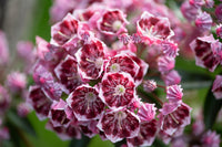 25 Graines Kalmia latifolia, Laurier des montagnes, Laurier d'Amérique, Kalmie