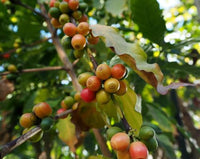 Graines Coffea arabica "Himalaya", Caféier arabica