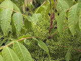 3 Graines de Rhus sylvestris