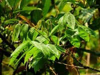 3 Graines de Rhus sylvestris