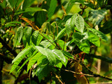 3 Graines de Rhus sylvestris