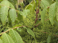 10 Graines de Rhus sylvestris