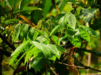 10 Graines de Rhus sylvestris