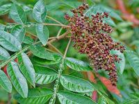 7 Graines de Rhus copallina, Rhus copallinum, Sumac ailé, Sumac brillant, Sumac nain, Sumac flamboyant