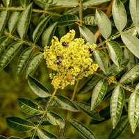 7 Graines de Rhus copallina, Rhus copallinum, Sumac ailé, Sumac brillant, Sumac nain, Sumac flamboyant