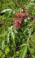 3 Graines de Rhus copallina, Rhus copallinum, Sumac ailé, Sumac brillant, Sumac nain, Sumac flamboyant