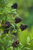 3 Graines de Troène commun, Troène d'Europe, Ligustrum vulgare