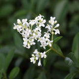 7 Graines de Troène commun, Troène d'Europe, Ligustrum vulgare