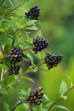 5 Graines de Troène commun, Troène d'Europe, Ligustrum vulgare