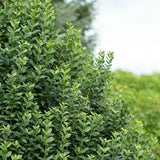 5 Graines de Troène commun, Troène d'Europe, Ligustrum vulgare