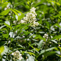 5 Graines de Troène commun, Troène d'Europe, Ligustrum vulgare