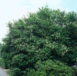 5 Graines de Troène commun, Troène d'Europe, Ligustrum vulgare