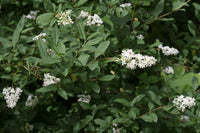 5 Graines de Troène commun, Troène d'Europe, Ligustrum vulgare