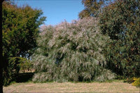 Graines Acacia iteaphylla, Mimosa à feuilles de saule