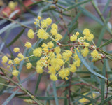 Graines Acacia iteaphylla, Mimosa à feuilles de saule