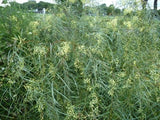 Graines Acacia iteaphylla, Mimosa à feuilles de saule