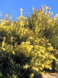 Graines Acacia iteaphylla, Mimosa à feuilles de saule