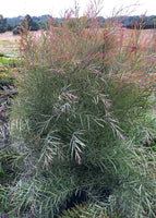 Graines Acacia iteaphylla, Mimosa à feuilles de saule