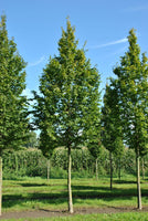 7 Graines de Charme Commun, Carpinus betulus, Charme