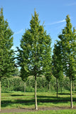 7 Graines de Charme Commun, Carpinus betulus, Charme