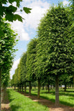 7 Graines de Charme Commun, Carpinus betulus, Charme