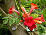 3 graines de Bignone, Campsis radicans, Trompette de Virginie, Jasmin de Virginie, Jasmin-trompette, Trompette de Jéricho