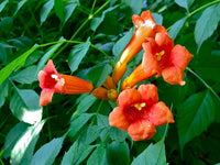 3 graines de Bignone, Campsis radicans, Trompette de Virginie, Jasmin de Virginie, Jasmin-trompette, Trompette de Jéricho