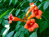 3 graines de Bignone, Campsis radicans, Trompette de Virginie, Jasmin de Virginie, Jasmin-trompette, Trompette de Jéricho