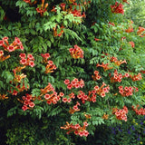 10 graines de Bignone, Campsis radicans, Trompette de Virginie, Jasmin de Virginie, Jasmin-trompette, Trompette de Jéricho