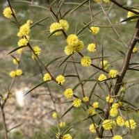 Graines Acacia siculiformis, Mimosa dague