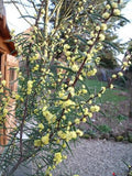 Graines Acacia siculiformis, Mimosa dague