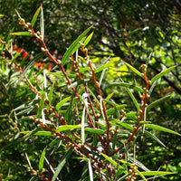 Graines Acacia siculiformis, Mimosa dague