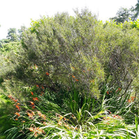 Graines Acacia siculiformis, Mimosa dague