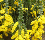 Graines Acacia vestita, Mimosa de Sainte Hélène