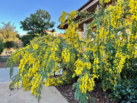 Graines Acacia vestita, Mimosa de Sainte Hélène