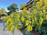 Graines Acacia vestita, Mimosa de Sainte Hélène