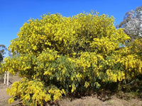 Graines Acacia vestita, Mimosa de Sainte Hélène