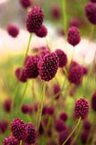 5 Graines de Sanguisorba officinalis, Grande pimprenelle, Sanguisorbe officinale