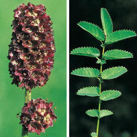 5 Graines de Sanguisorba officinalis, Grande pimprenelle, Sanguisorbe officinale