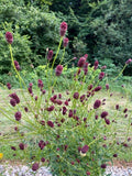 3 Graines de Sanguisorba officinalis, Grande pimprenelle, Sanguisorbe officinale