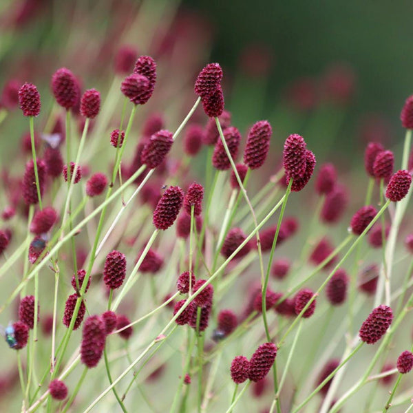 7 Graines de Sanguisorba officinalis, Grande pimprenelle, Sanguisorbe officinale