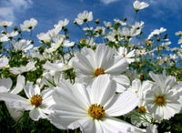 20 Graines de Cosmos Blanc, Cosmos Bipinnatus Dwarf Sensation Blanc