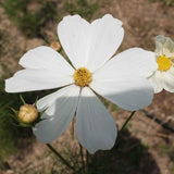 20 Graines de Cosmos Blanc, Cosmos Bipinnatus Dwarf Sensation Blanc