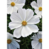 20 Graines de Cosmos Blanc, Cosmos Bipinnatus Dwarf Sensation Blanc