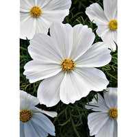 10 Graines de Cosmos Blanc, Cosmos Bipinnatus Dwarf Sensation Blanc