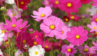 10 Graines de Cosmos Rose, Cosmos Bipinnatus Dwarf Sensation Rose