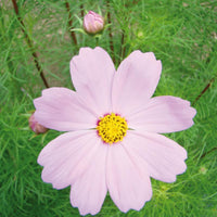 10 Graines de Cosmos Rose, Cosmos Bipinnatus Dwarf Sensation Rose