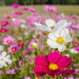 20 Graines de Cosmos Fleurs Mix, Cosmos Bipinnatus