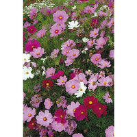 20 Graines de Cosmos Fleurs Mix, Cosmos Bipinnatus