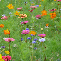 Mélange Graines Fleurs, Camaïeu Rose Prairie, Mix Fleurs